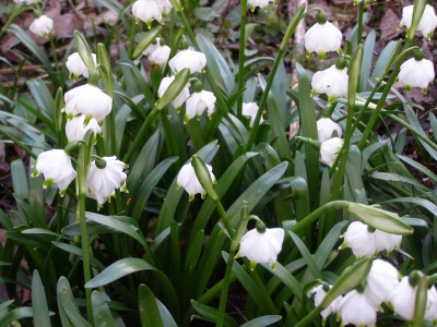 Leucojum vernum 'Green Lantern'